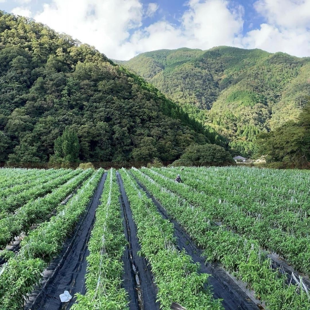 産地について