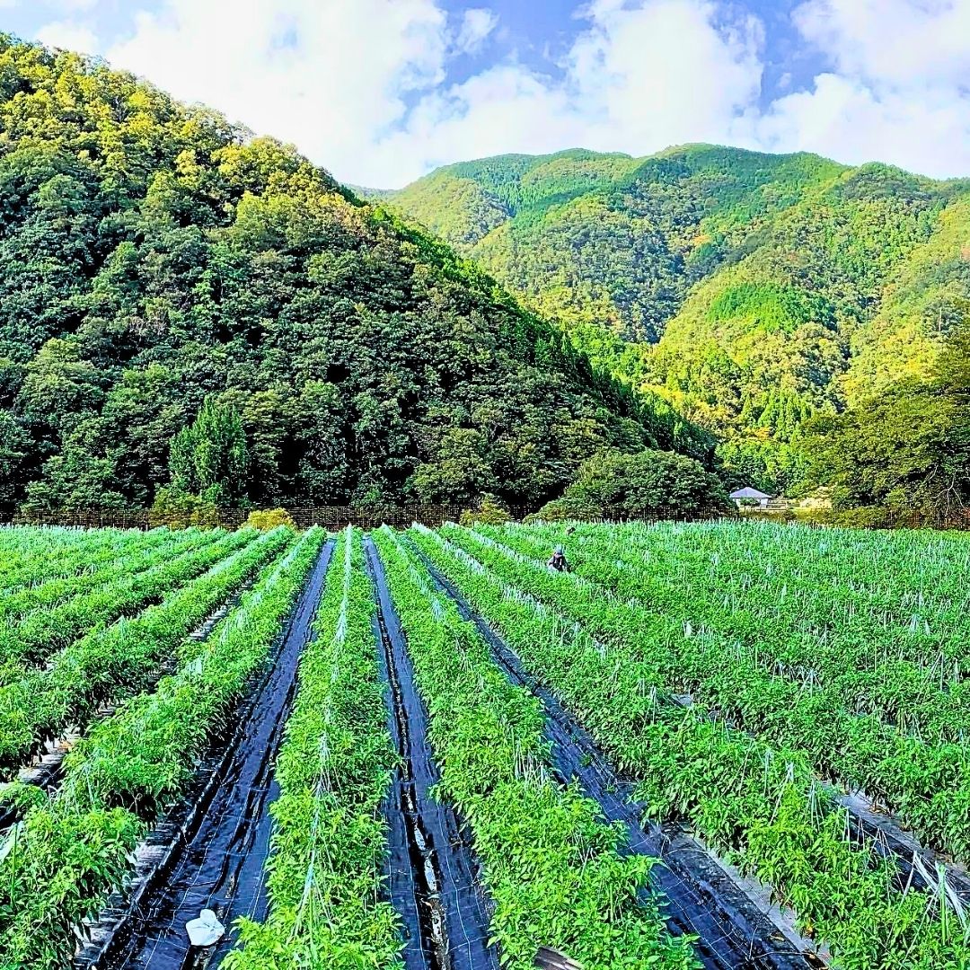 産地について