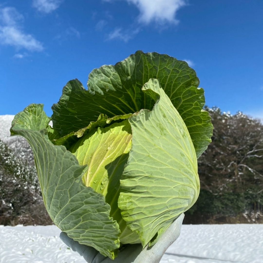 生産者の想い