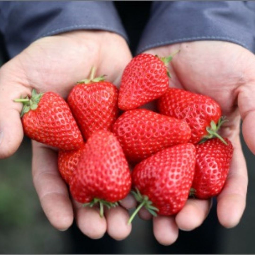 ④生産者の想い