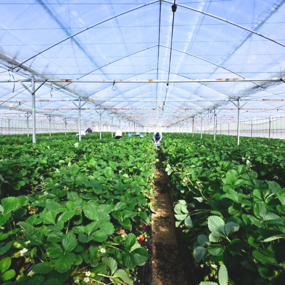 ③生産地の特徴