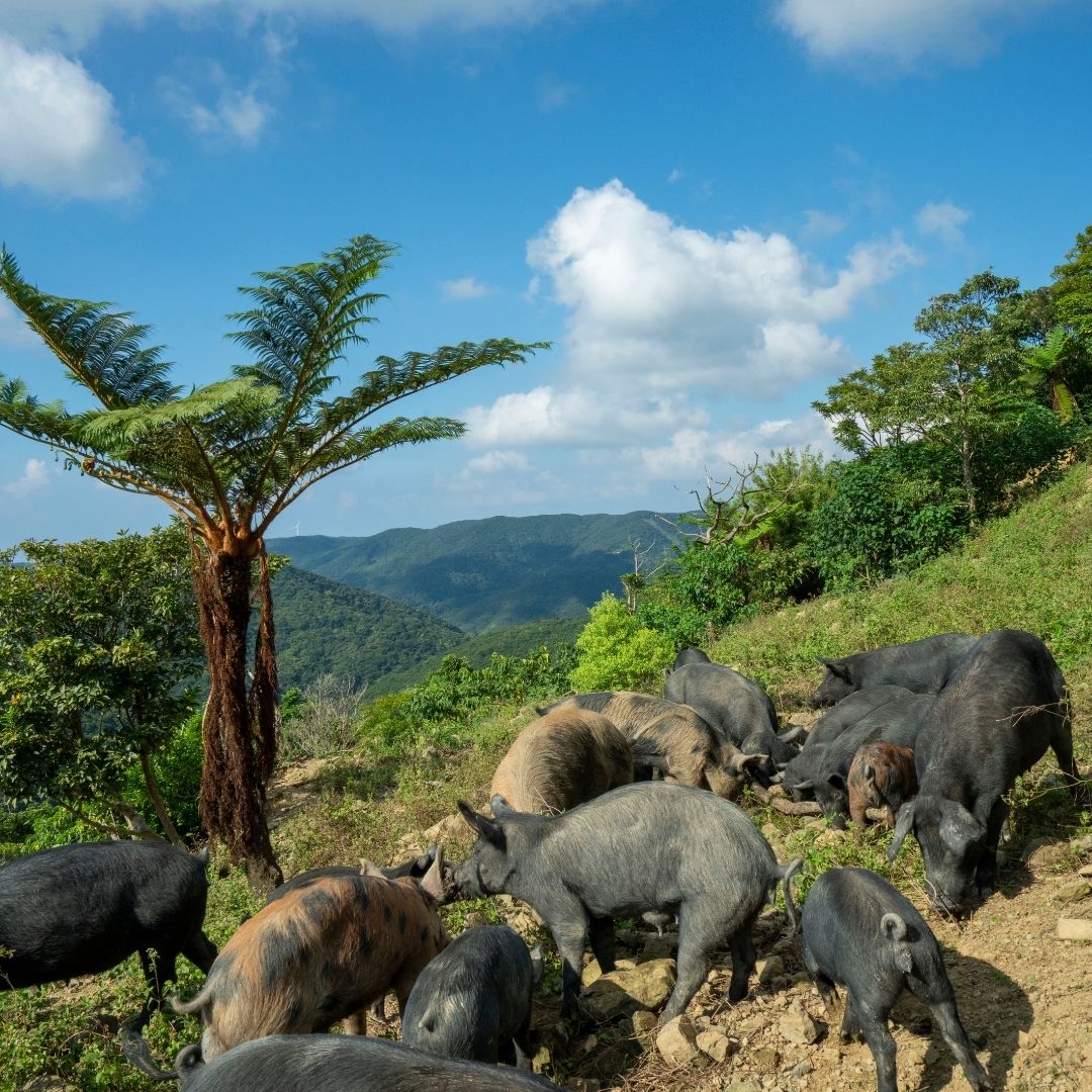③生産地の特徴