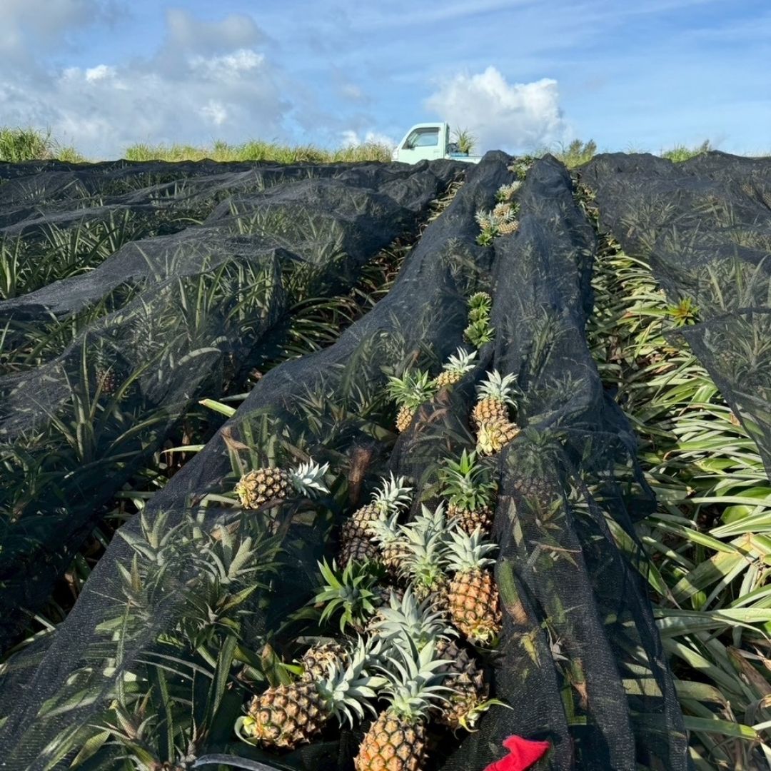 ③生産地の特徴