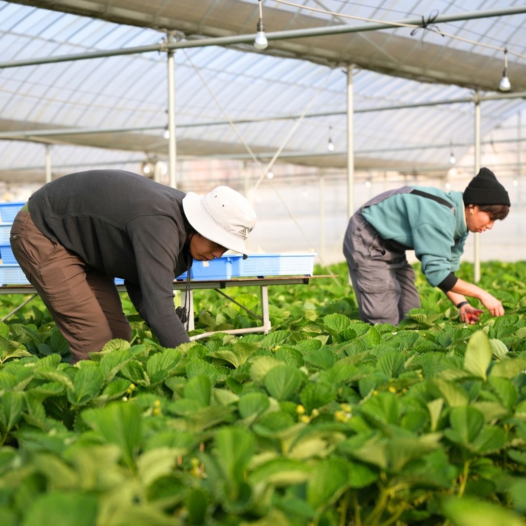 生産地の特徴
